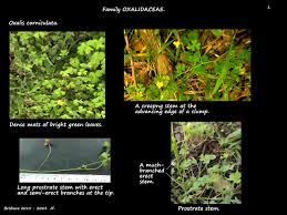 Attēlu rezultāti vaicājumam “Oxalis corniculata fruit”