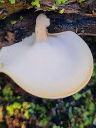 Attēlu rezultāti vaicājumam “Polyporus ciliatus”