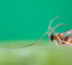 Attēlu rezultāti vaicājumam “Aphodius sp. imago”