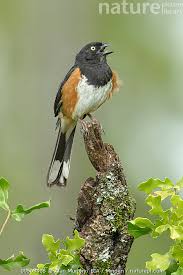 Image result for Pipilo erythrophthalmus