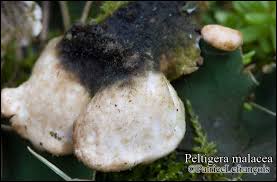 Attēlu rezultāti vaicājumam “Peltigera malacea”