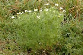 Attēlu rezultāti vaicājumam “Tripleurospermum inodorum flower”