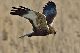 Attēlu rezultāti vaicājumam “Circus aeruginosus”