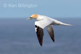 Image result for Morus bassanus