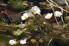 Attēlu rezultāti vaicājumam “Batrachium circinatum”