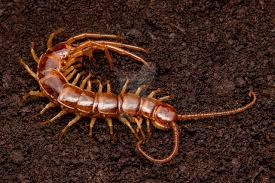 Attēlu rezultāti vaicājumam “Lithobius forficatus”