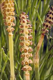 Attēlu rezultāti vaicājumam “Equisetum palustre”