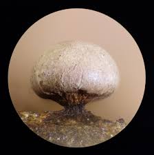 Attēlu rezultāti vaicājumam “Diderma subincarnatum sessile”