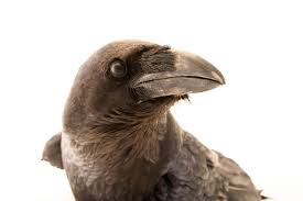 Attēlu rezultāti vaicājumam “Corvus corax”