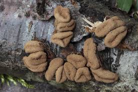 Attēlu rezultāti vaicājumam “Encoelia furfuracea”