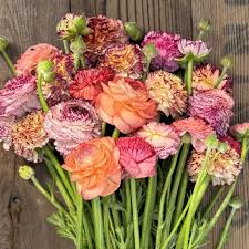 Attēlu rezultāti vaicājumam “Ranunculus elatior flower”