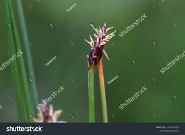 Attēlu rezultāti vaicājumam “Eleocharis uniglumis leaf”