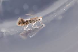 Attēlu rezultāti vaicājumam “Phyllonorycter sp.”