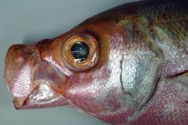 Attēlu rezultāti vaicājumam “Physarum rubiginosum”