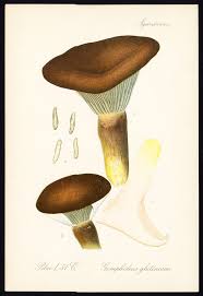 Attēlu rezultāti vaicājumam “Gomphidius glutinosus”