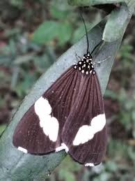 Attēlu rezultāti vaicājumam “Eupithecia venosata”