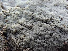 Attēlu rezultāti vaicājumam “Henningsomyces candidus”