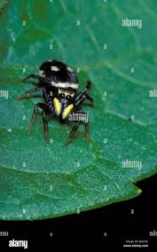 Attēlu rezultāti vaicājumam “Heliophanus sp.”