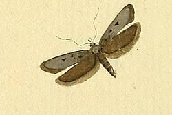 Attēlu rezultāti vaicājumam “Gelechia jakovlevi”