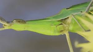 Attēlu rezultāti vaicājumam “Sacchiphantes abietis”