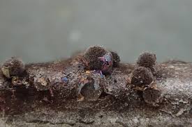 Attēlu rezultāti vaicājumam “Lamproderma pulchellum”