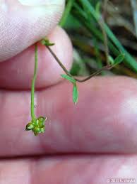 Attēlu rezultāti vaicājumam “Ranunculus flammula bud”