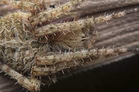 Attēlu rezultāti vaicājumam “Aranei”