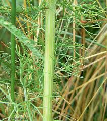 Attēlu rezultāti vaicājumam “Tripleurospermum inodorum leaf”