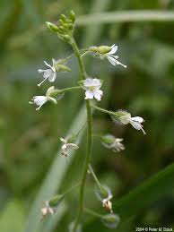 Attēlu rezultāti vaicājumam “Circaea lutetiana bud”