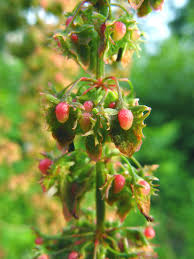 Attēlu rezultāti vaicājumam “Rumex obtusifolius”