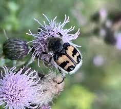 Attēlu rezultāti vaicājumam “Trichius fasciatus”