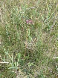 Attēlu rezultāti vaicājumam “Peucedanum palustre leaf”