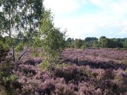 Image result for Runnymede Runners