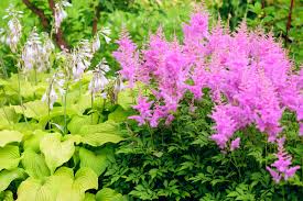 Image result for Astilbe