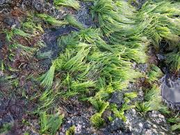 Attēlu rezultāti vaicājumam “Chaetophora pisiformis”