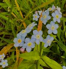 Attēlu rezultāti vaicājumam “Myosotis scorpioides bud”