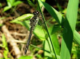 Attēlu rezultāti vaicājumam “Sympetrum danae”