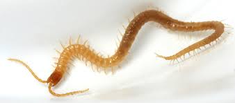 Attēlu rezultāti vaicājumam “Geophilidae”