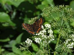Attēlu rezultāti vaicājumam “Euphydryas maturna”