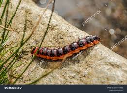 Attēlu rezultāti vaicājumam “Cossus cossus”