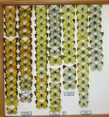 Attēlu rezultāti vaicājumam “Colias croceus underside”