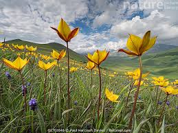 Attēlu rezultāti vaicājumam “Tulipa sylvestris”