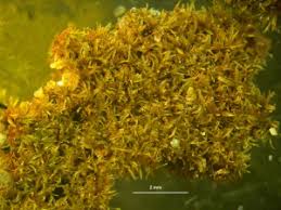 Attēlu rezultāti vaicājumam “Gyroweisia tenuis”