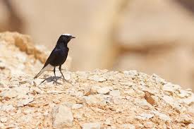 Image result for Oenanthe leucopyga