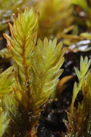 Attēlu rezultāti vaicājumam “Fissidens adianthoides”