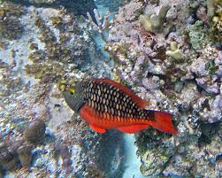 Image result for Sparisoma viride