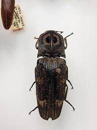 Attēlu rezultāti vaicājumam “Elateridae”