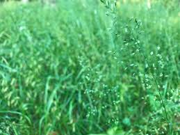 Attēlu rezultāti vaicājumam “Poa palustris leaf”