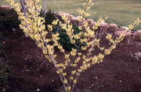 Attēlu rezultāti vaicājumam “Hamamelis”