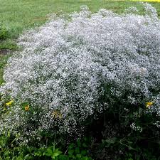Attēlu rezultāti vaicājumam “Gypsophila fastigiata flower”